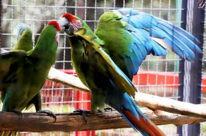 Pericos y guacamayas, entre las 392 aves en peligro de extinción