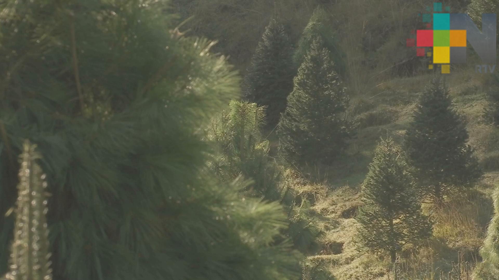 El 40% de árboles navideños en el país provienen de los estados de México, Puebla, Tlaxcala y Veracruz