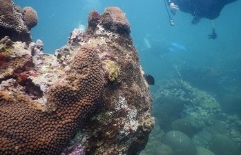 Concluye restauración de arrecife afectado por el buque Antares, en Tuxpan