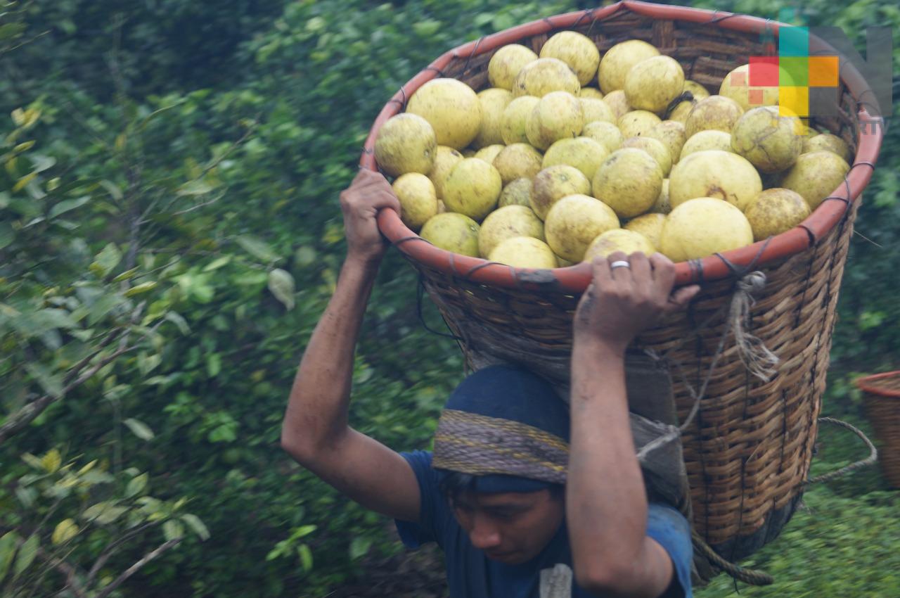 Corte de toronja bien remunerado pero de los más extenuantes