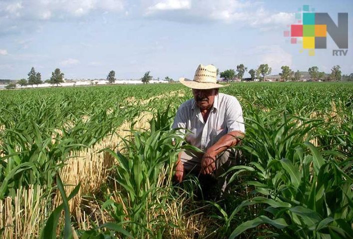 Otorgarán seguro de protección a la producción agrícola de Veracruz contra contingencias climatológicas