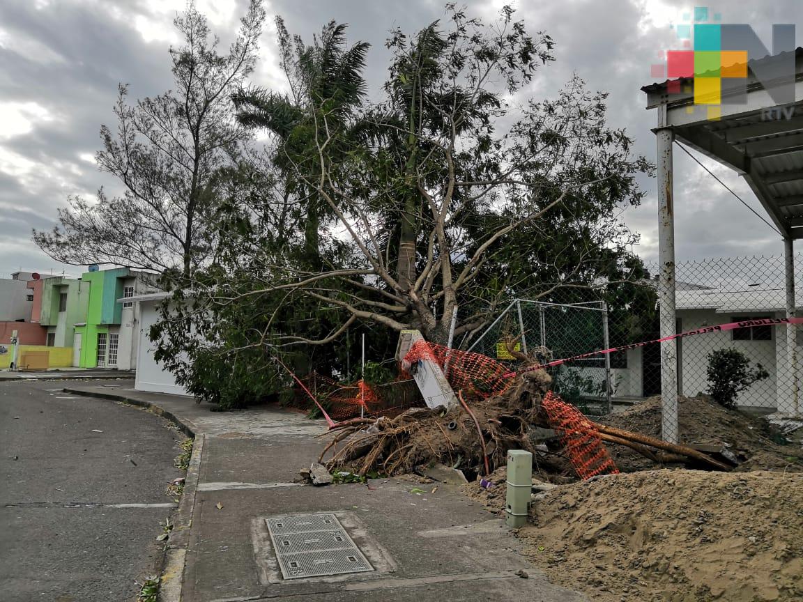 En Veracruz, ‘norte’ ocasiona caída de árboles, postes, semáforos y una persona lesionada