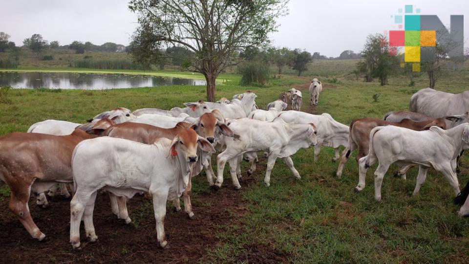 Ganado, sin afectaciones por bajas temperaturas en zona norte