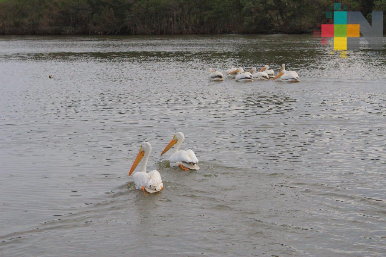 Liberan en laguna de Mandinga a pelícanos rescatados en Zongolica