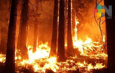 Aumenta a 50 número de muertos por incendios en California