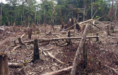 Humanidad, causante de más del 70 por ciento de pérdida de biodiversidad