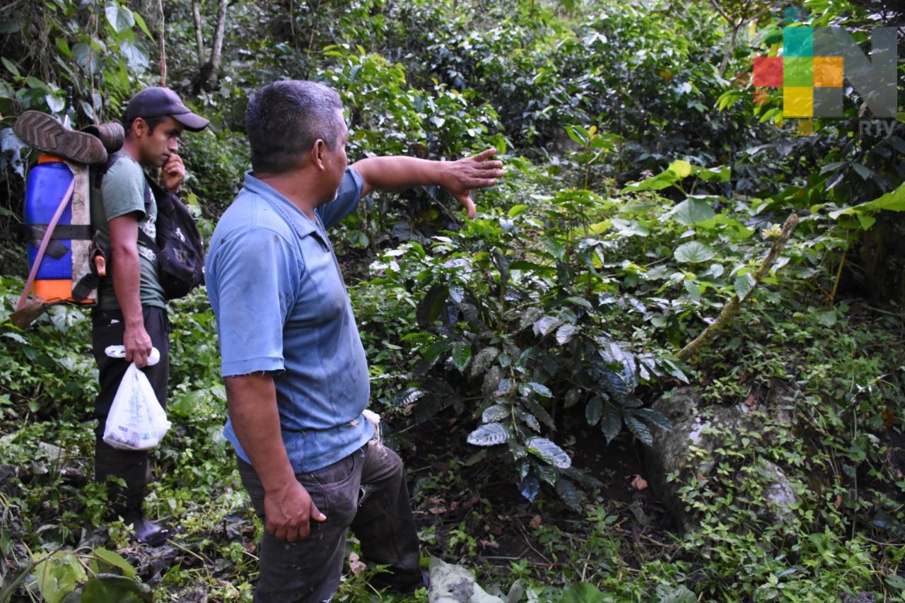 Habitantes de la comunidad Cervantes y Lozada beneficiados con siembra de cultivos