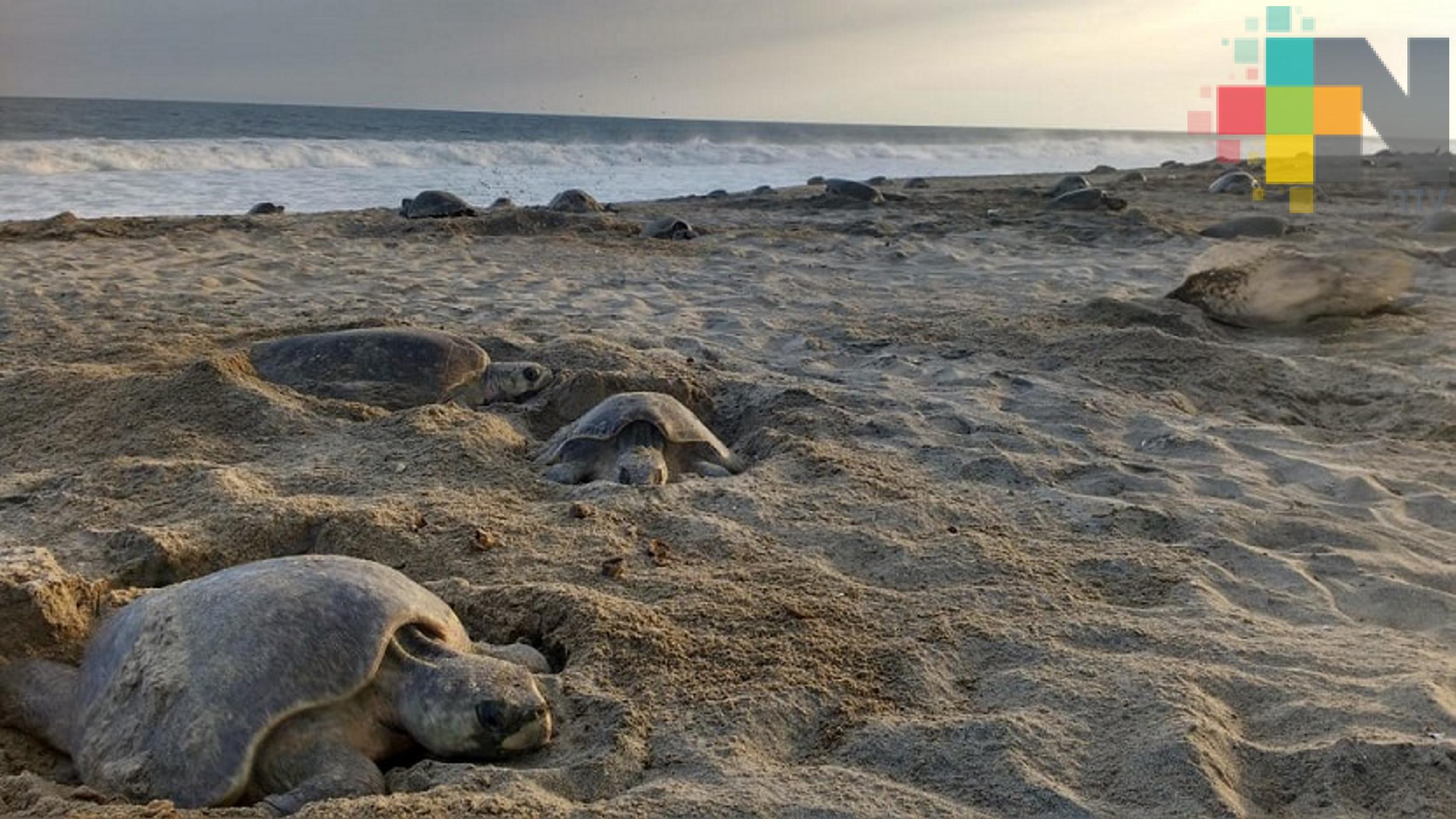 Las altas temperaturas han retrasado el desove de tortugas marinas en el sur de Veracruz 