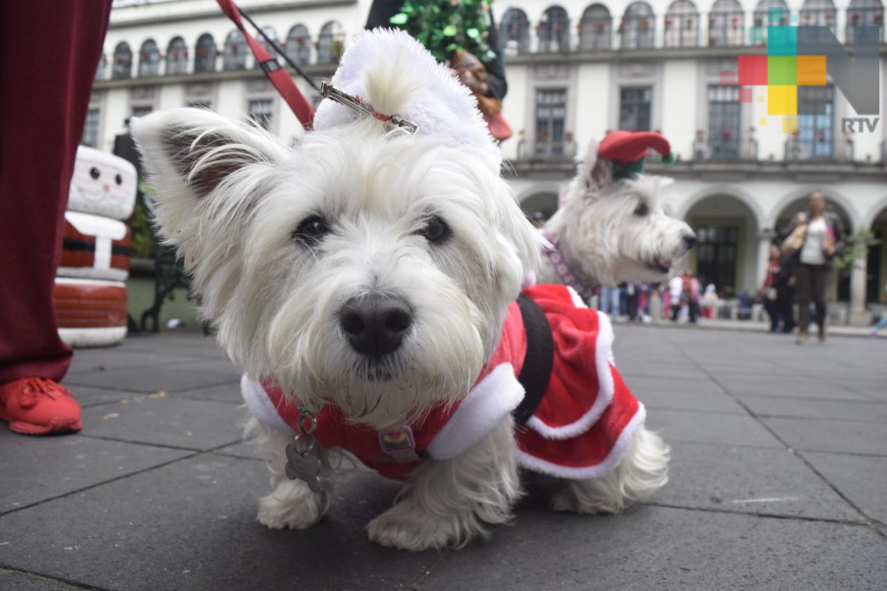 Autoridades deben de aplicar la ley de protección y bienestar de los animales