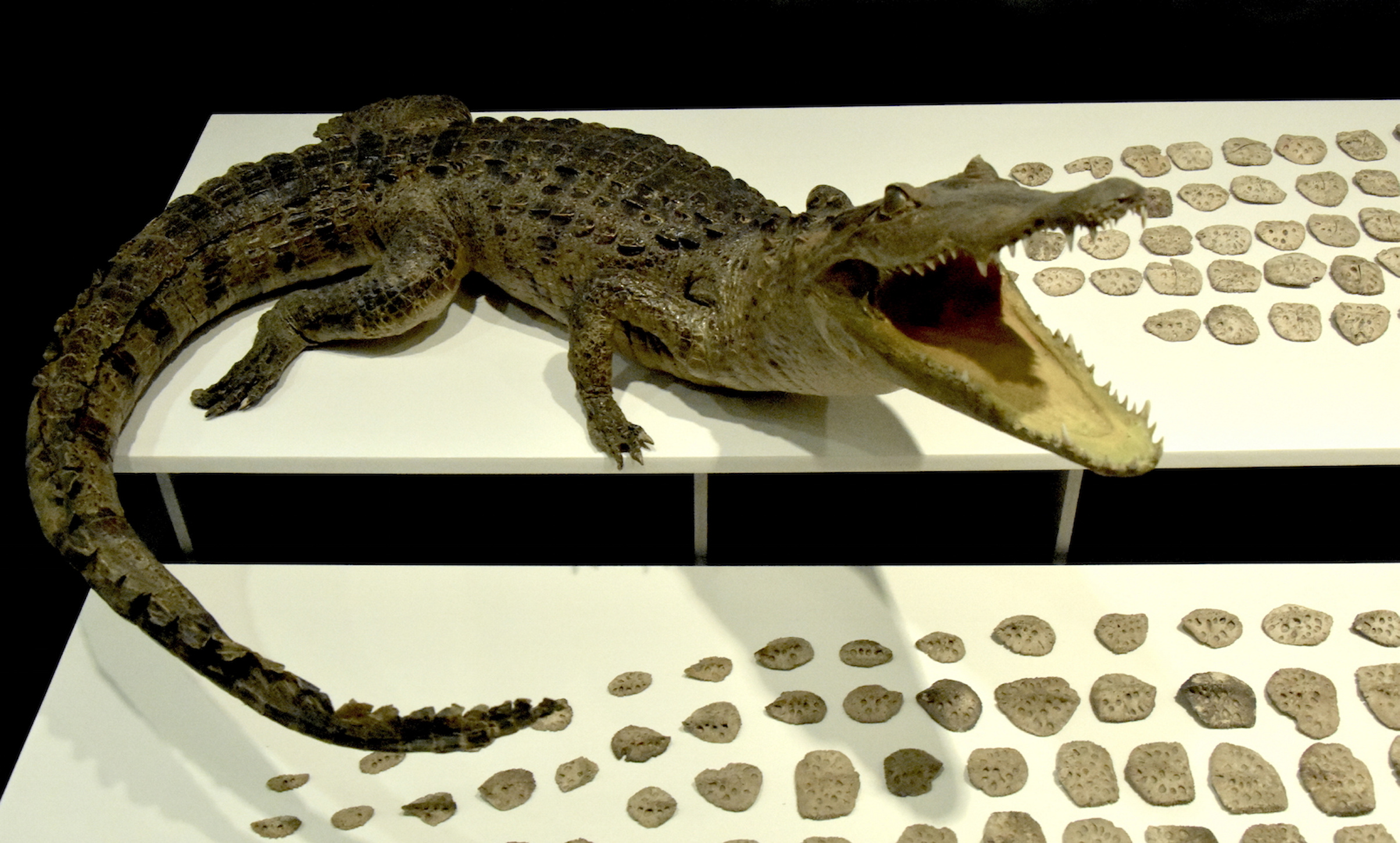 Investigación revela simbolismo del cocodrilo en pueblos mesoamericanos