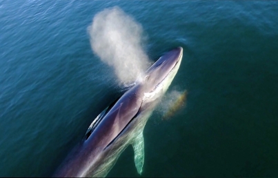 Francia critica decisión de Japón de volver a capturar ballenas