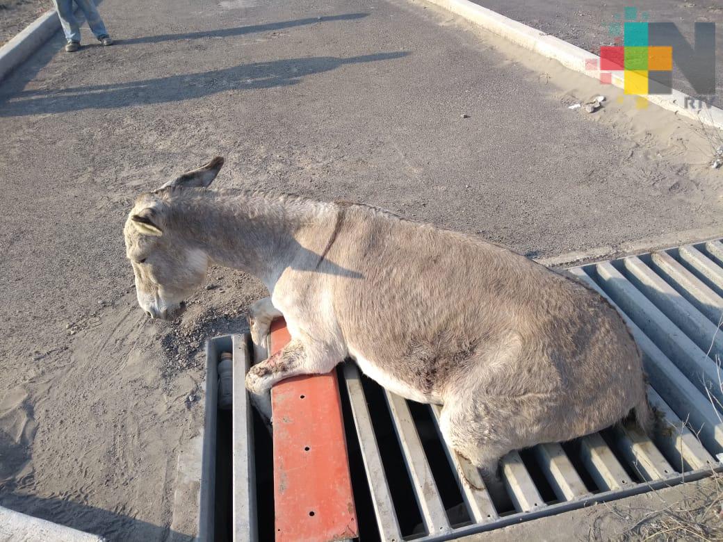 Después de 4 horas rescatan a burro atorado en rejilla, en Veracruz puerto