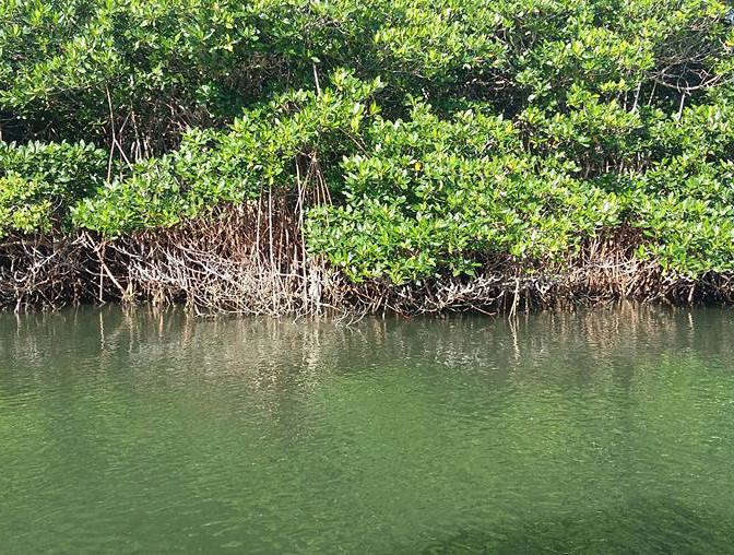 Río Jamapa es considerado como un atractivo turístico por sus manglares