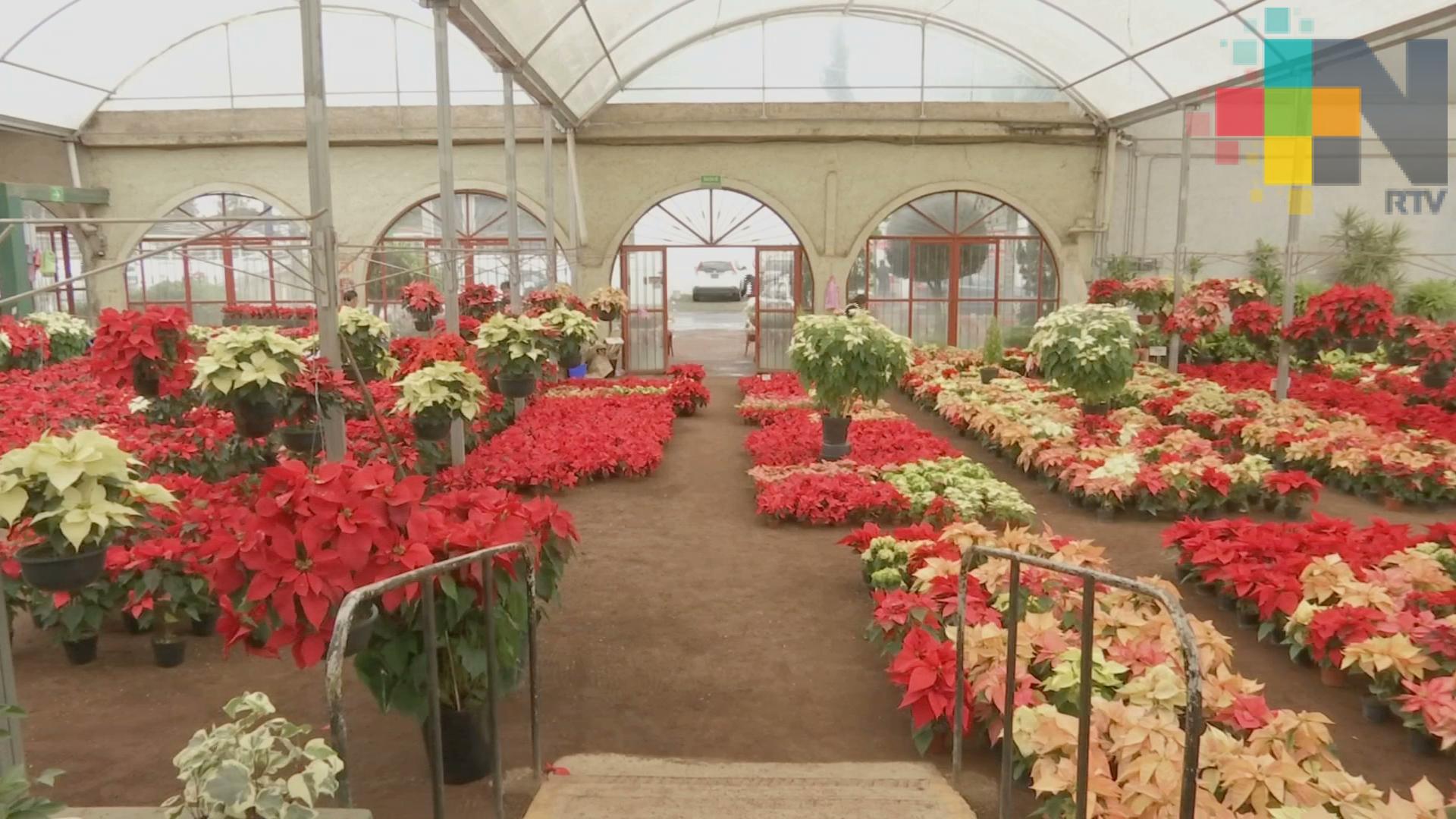 Con éxito, venta de Nochebuenas en Xalapa