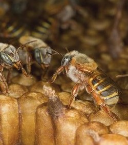 Además de la deforestación, apicultores enfrentan robo de colmenas