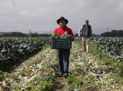 México, cuarto lugar a nivel global en producción de alimentos orgánicos