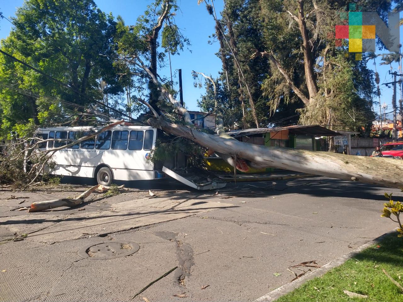 Vientos provocan caída de árbol sobre camión de servicio urbano