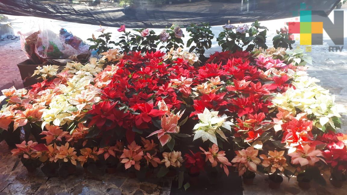 Ya en venta flor de Nochebuena en viveros de La Estanzuela