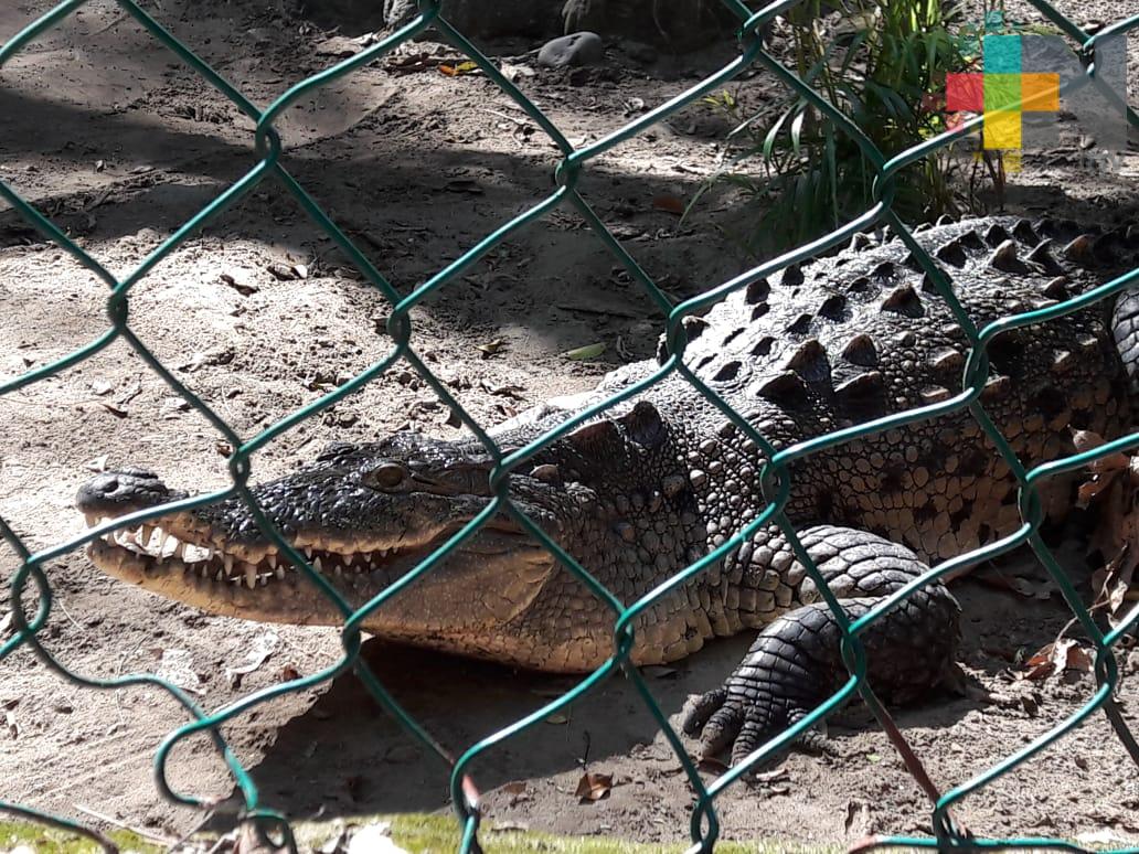 Investigadores de la UNAM estudian a cocodrilos del zoológico Miguel Ángel de Quevedo de Veracruz