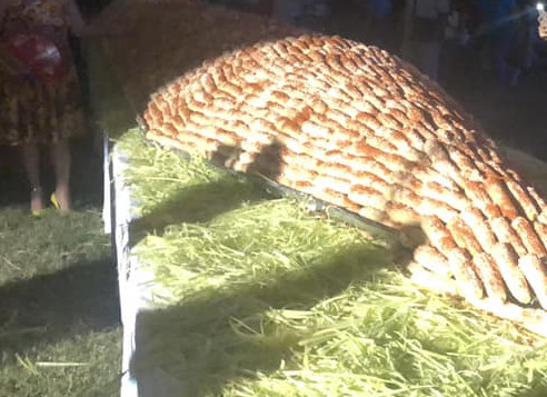 Preparan el elote más grande del mundo en Arroyo Seco, comunidad de Puente Nacional