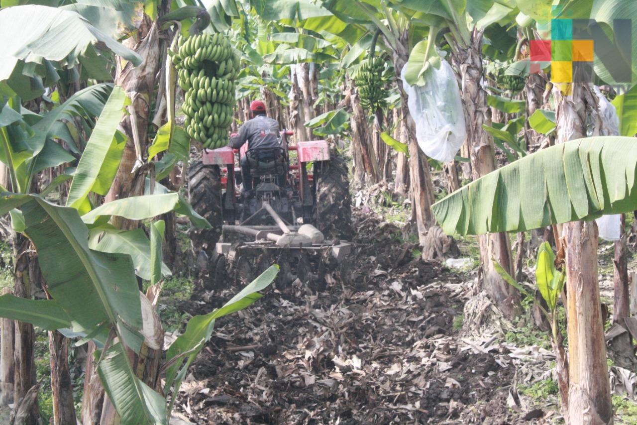Pésimo año para los productores de plátano en la región de San Rafael