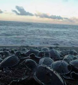Terminó la temporada de arribo de tortugas marinas
