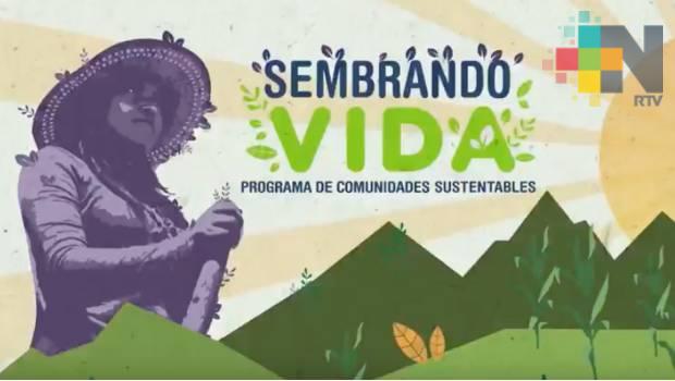 Proyecto Sembrando Vida iniciará en Acayucan con la visita del presidente de México