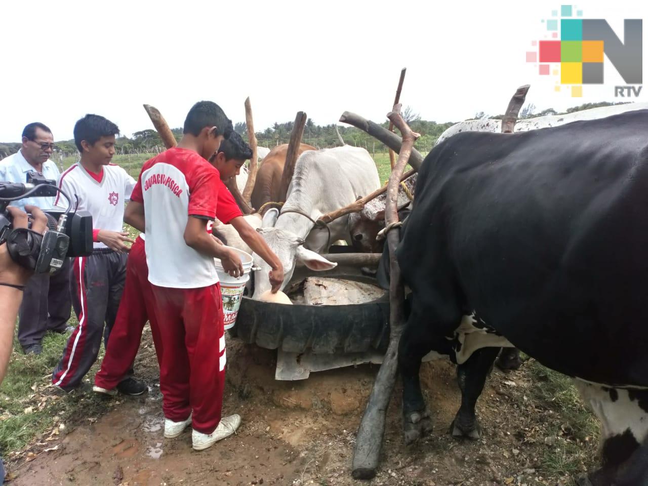 Estudiantes crían ganado para obtener recursos que les permita continuar con sus estudios