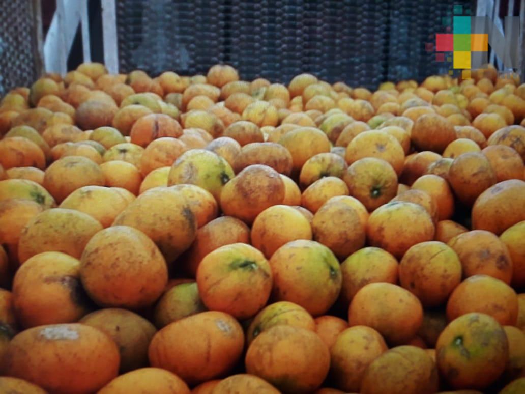Productores de naranja amenazan con tomar carreteras sino suben precio del producto