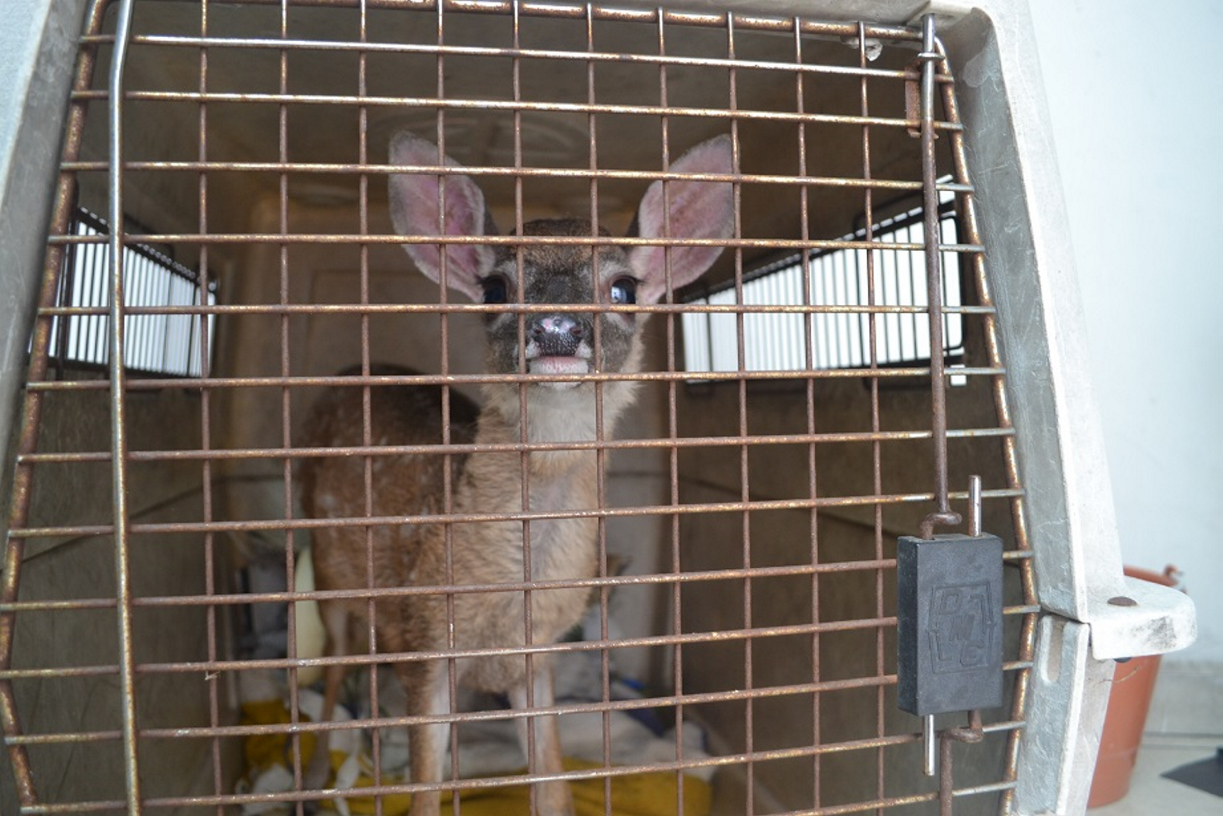 Venado cola blanca, patrimonio biológico de la biodiversidad de México