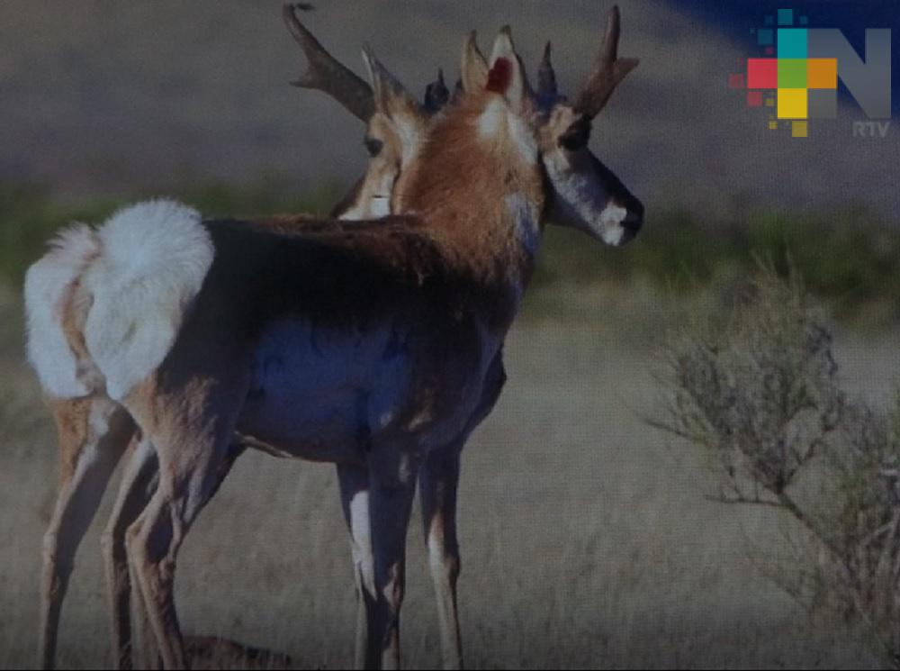 UV y UAQ implementan programa para recuperar población de berrendo mexicano