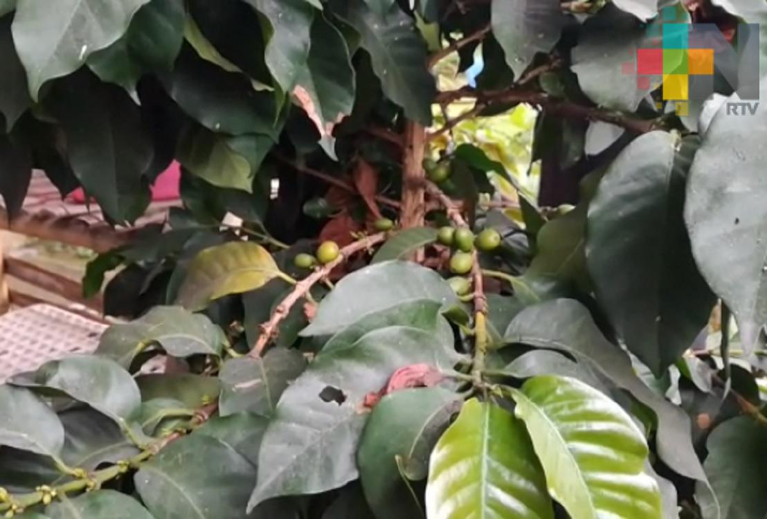 Realizan foro hacia una cafeticultura sustentable en Veracruz