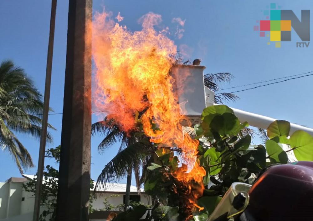 Combaten enjambre de abejas africanizadas en Coatzacoalcos