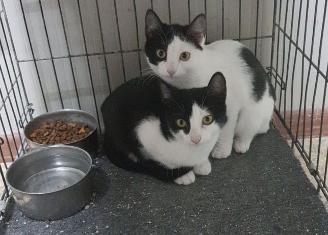 Rescatan a 238 gatos de una casa en Japón