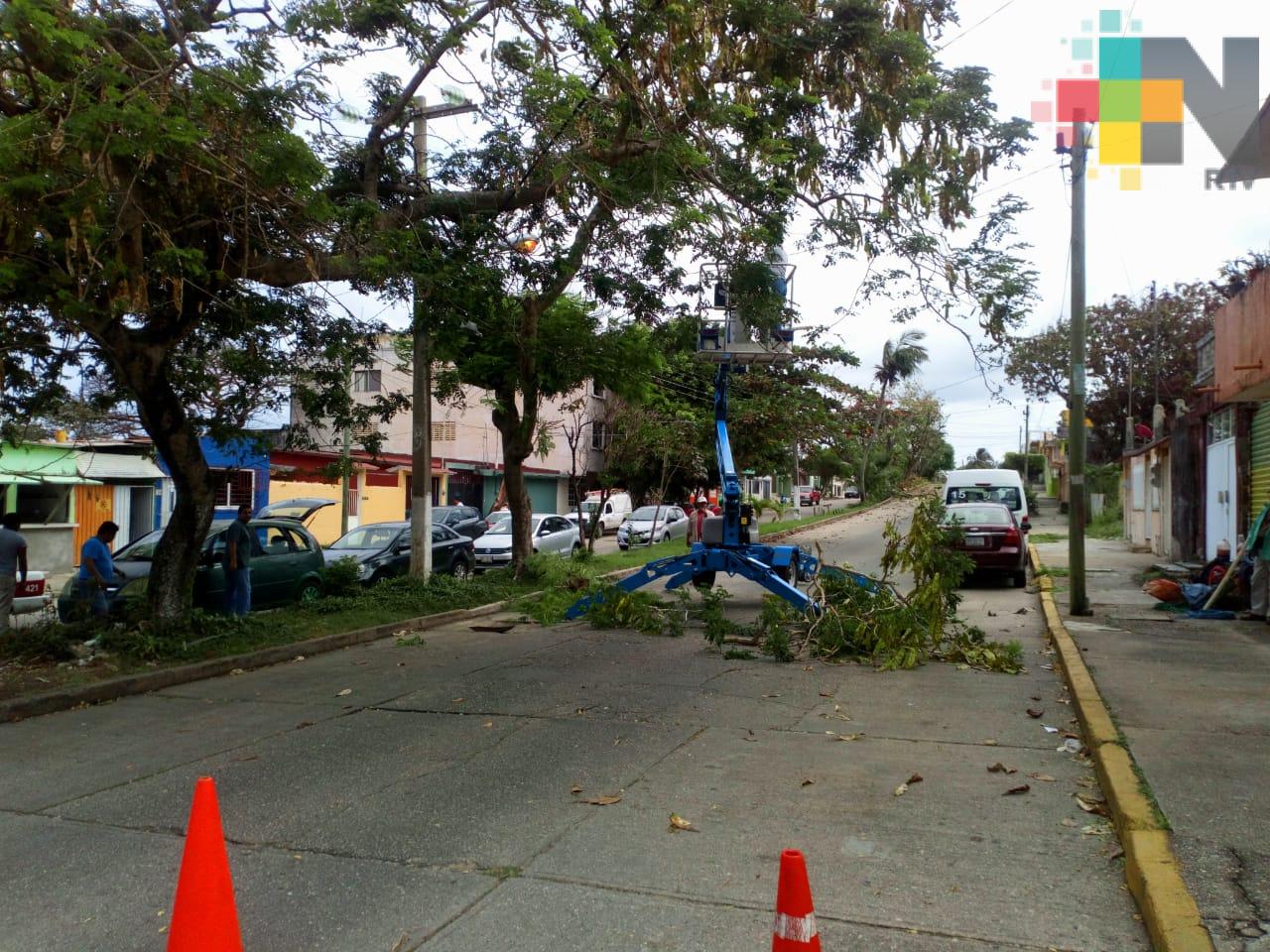 Poda de árboles en Coatzacoalcos