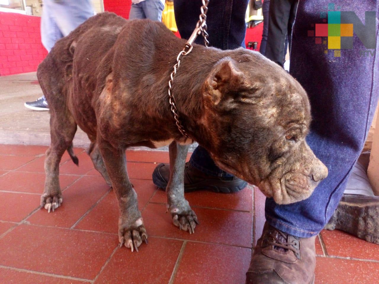 CEPAC rescata otro perro abandonado en Coatzacoalcos