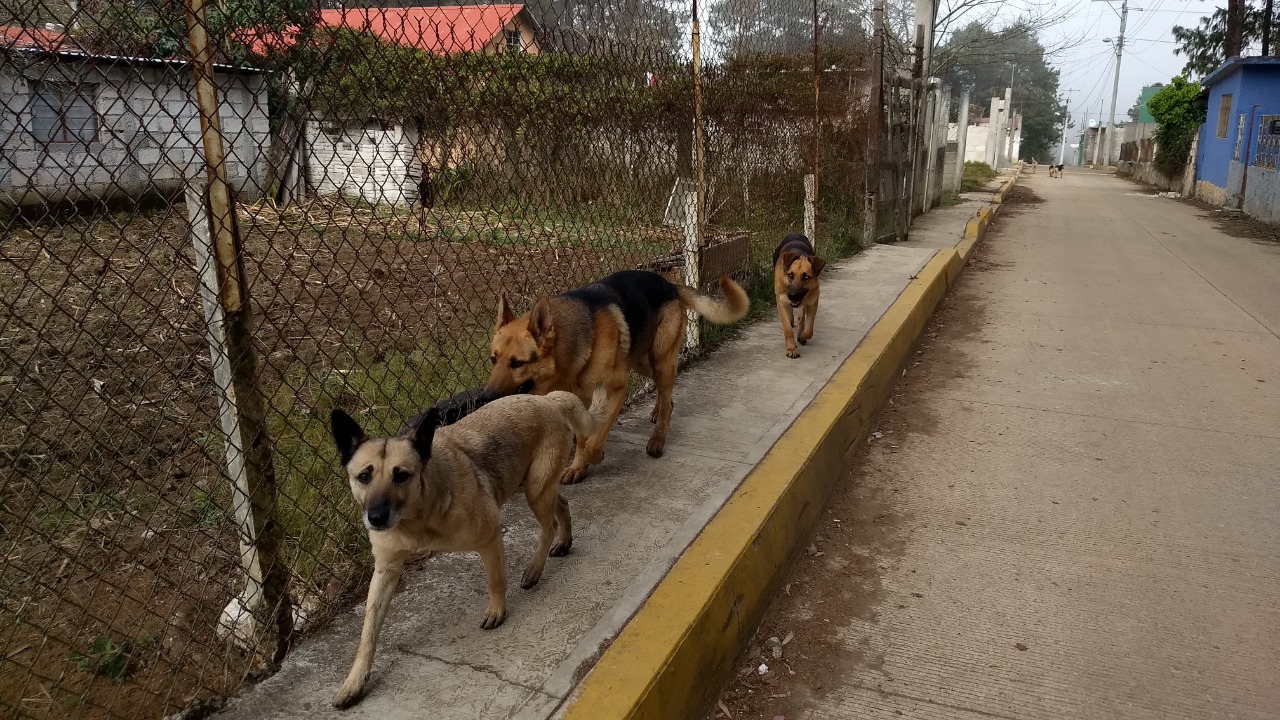 En Huayacocotla se llevará a cabo la campaña de esterilización canina