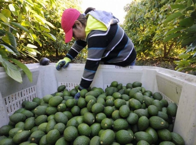 Previo al Súper Tazón, Michoacán exporta 32 mil toneladas de aguacate
