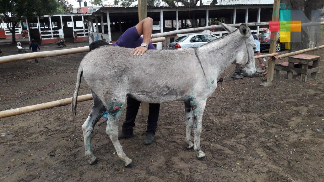 Requieren medicina para burrita rescatada de zanja