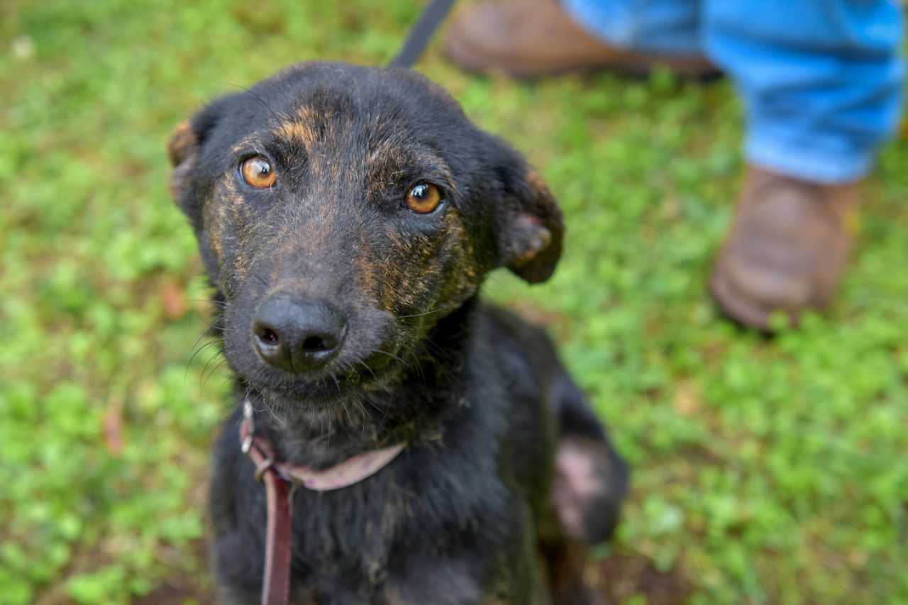 Pasarela de adopción de perros, este domingo en Xalapa