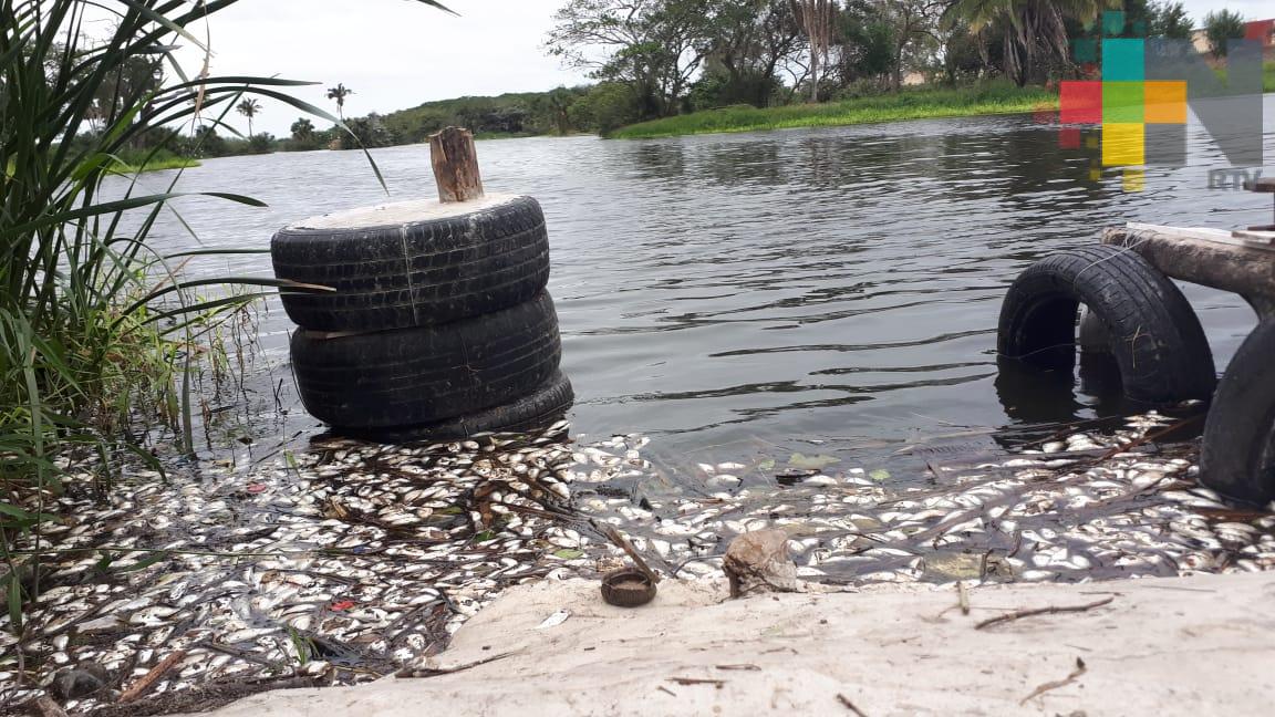 Aparecen peces muertos en laguna de Medellín de Bravo