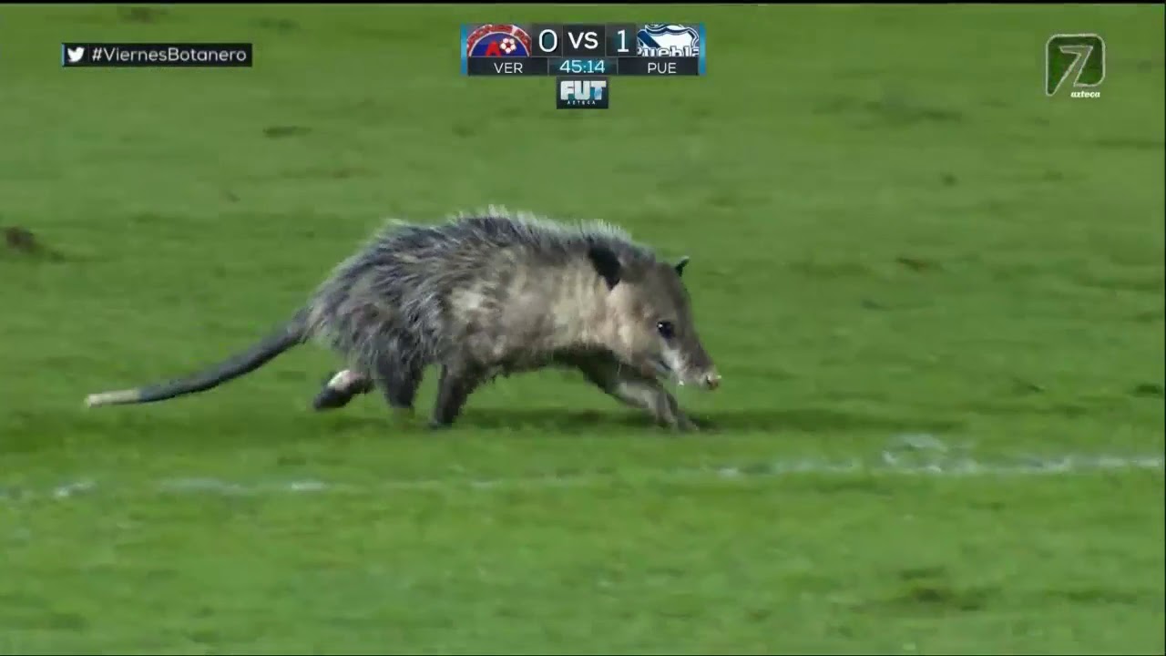 Jarochito impulsará campaña para proteger el único marsupial de México