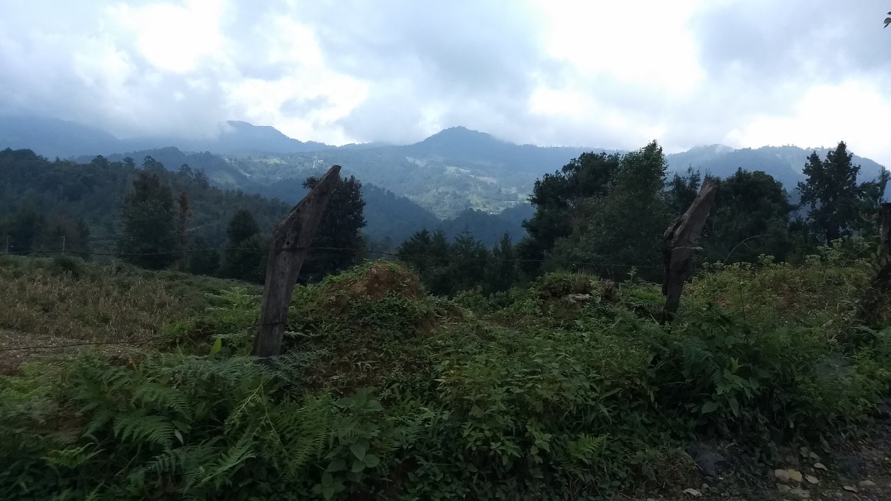 Silvicultores de Zacualpan recuperan más de tres mil 500 hectáreas forestales