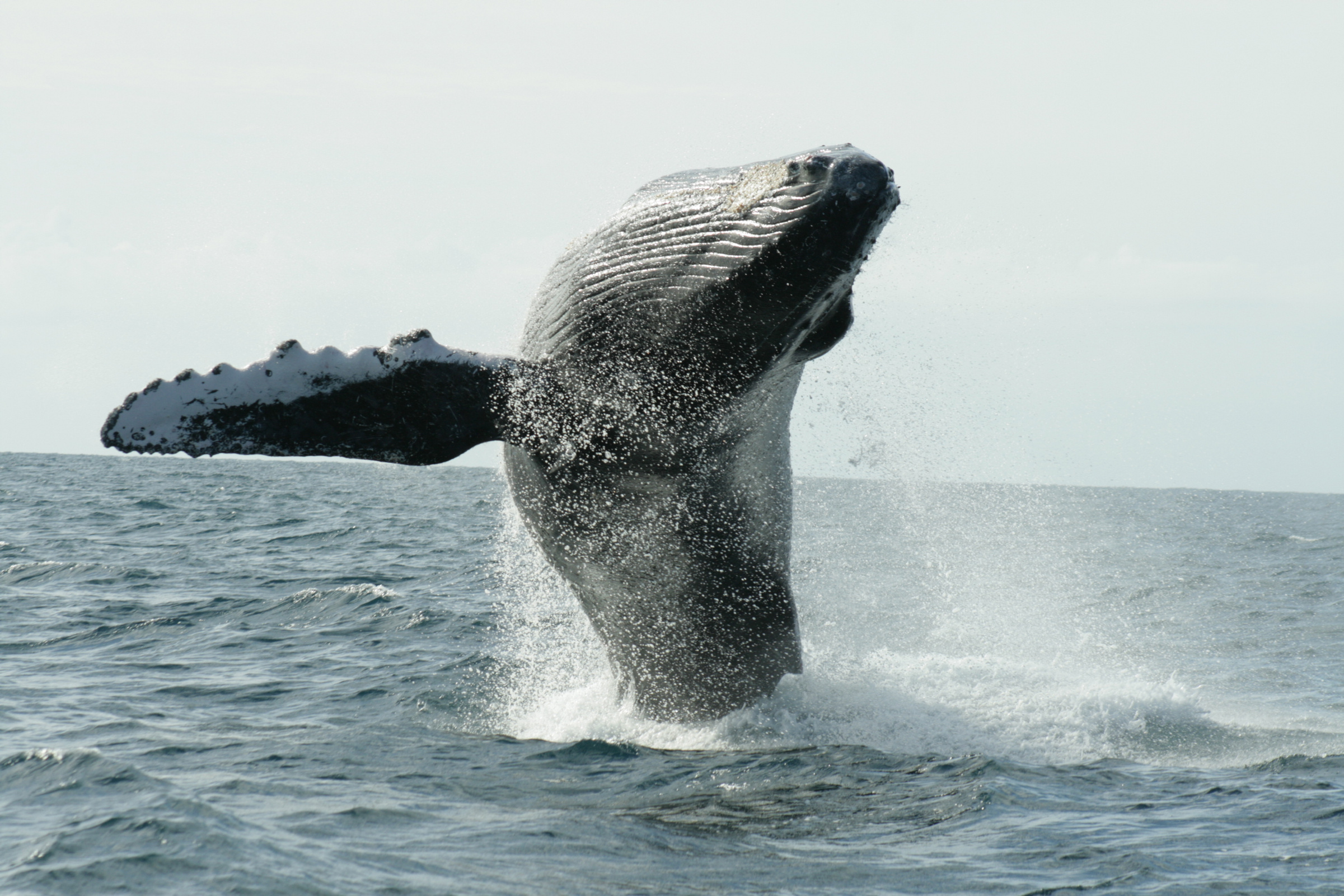 Continúa arribo de la ballena jorobada a costas de Baja California Sur