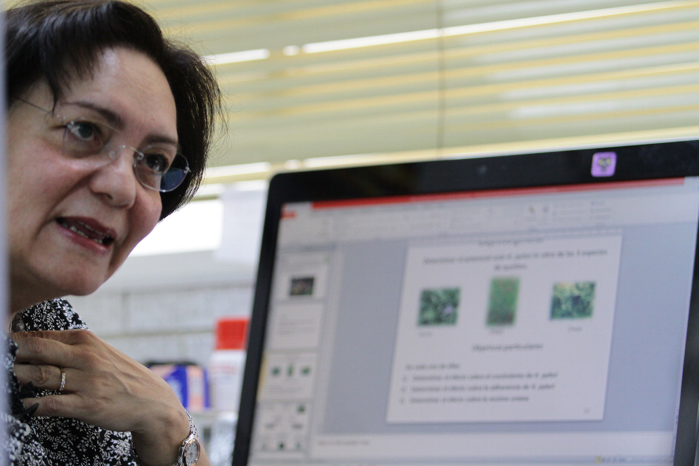 Los quelites, planta mexicana que inhibe bacteria que genera gastritis