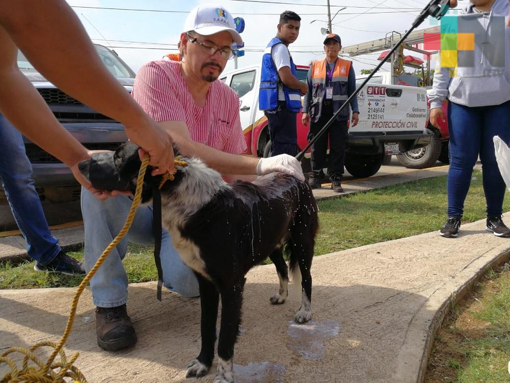 Activistas realizan campaña de concienciación de cuidado de animales en Villa Allende