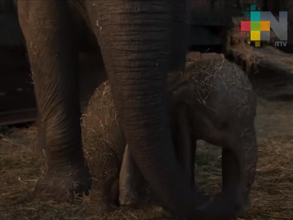 Disney lanzó un nuevo tráiler de «Dumbo»