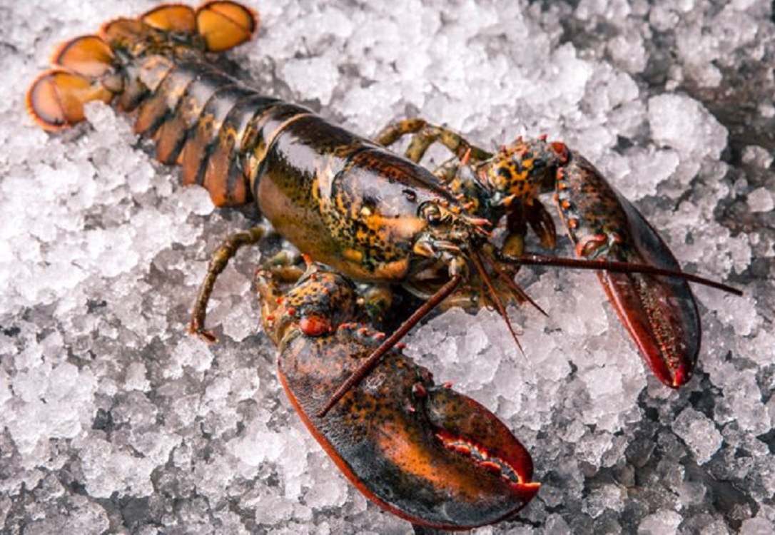 Membrana de langosta, útil para diseñar armadura flexible para rodillas