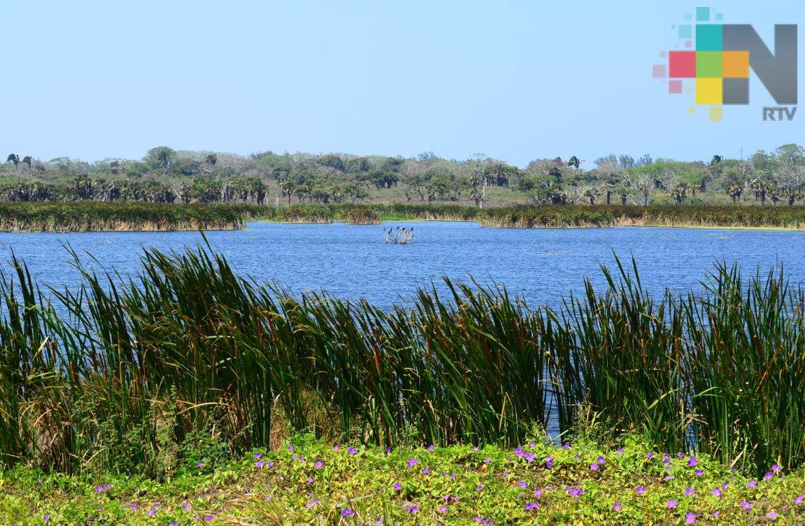 Denuncian daño ecológico en humedal del municipio de Alvarado