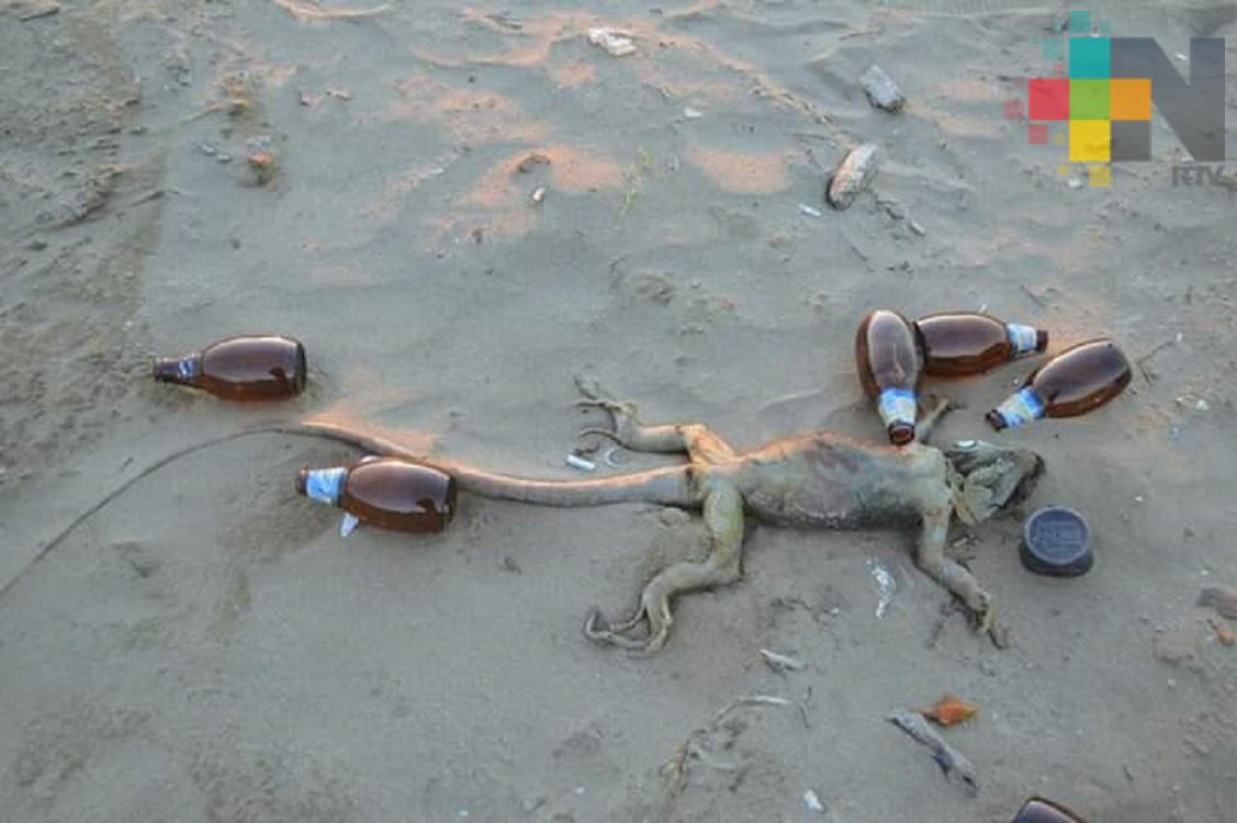 Matan a iguanas en malecón de Coatzacoalcos
